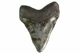 Fossil Megalodon Tooth - Georgia #144302-2